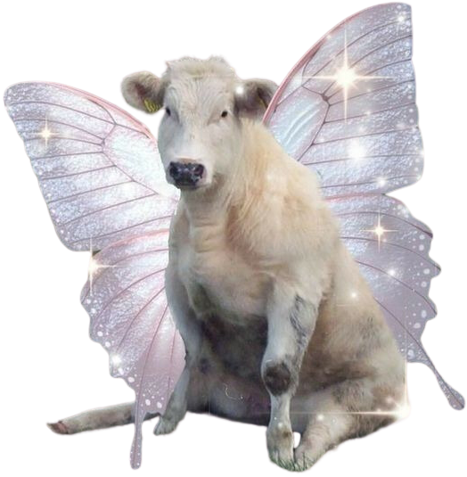 Cream colored cow photoshopped to have sparkly fairy wings